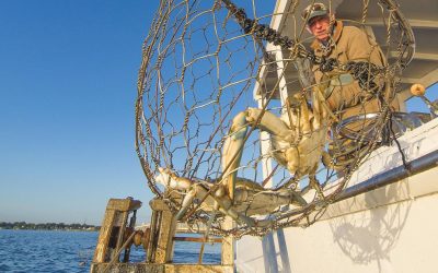 Limits loosened slightly on  Chesapeake Bay crab harvest