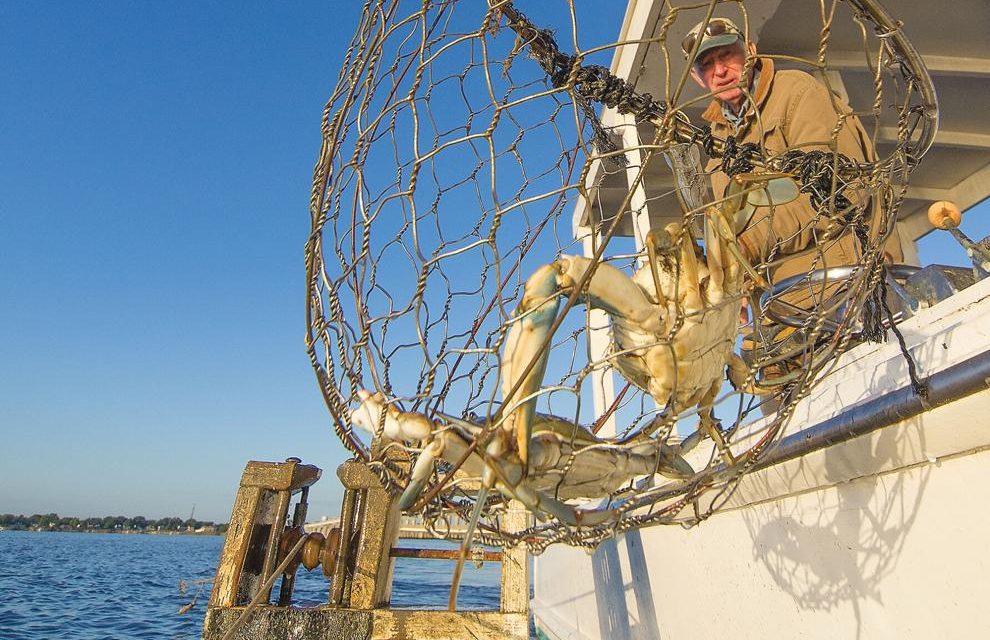 Limits loosened slightly on  Chesapeake Bay crab harvest