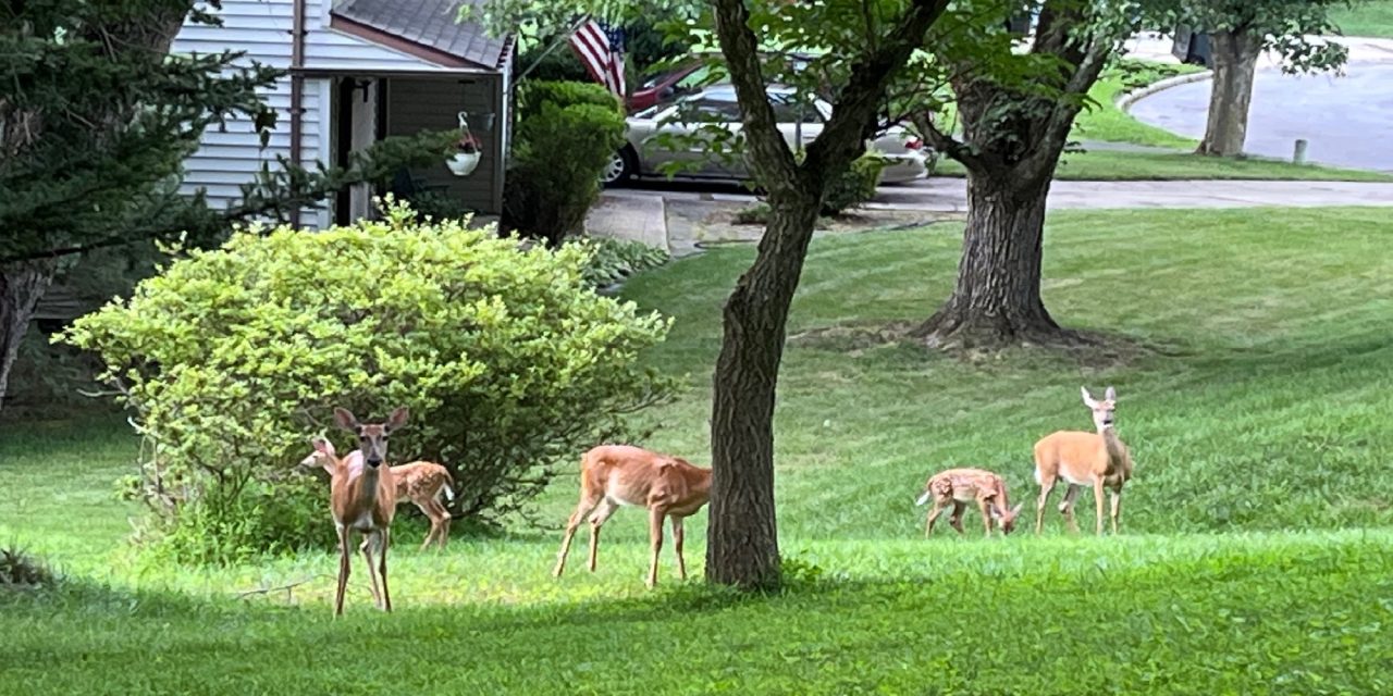 Oh, deer: study dishes up surprises about deer behavior and its impact on the land