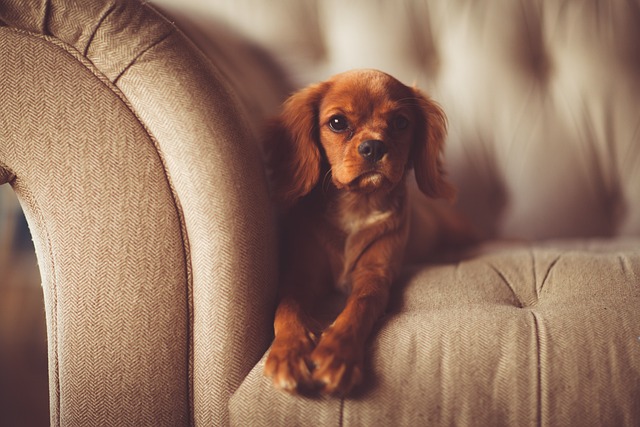 Luxury Sofa Beds: The Perfect Blend of Style and Function