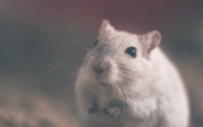 3 Tips For Wildlife Removal And Control