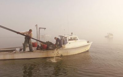 After two years, consensus on oyster policy still elusive in Maryland