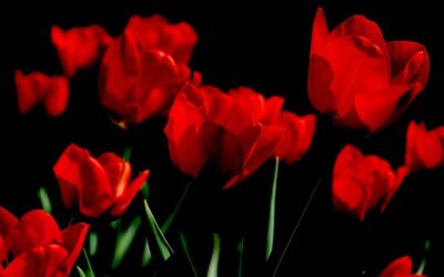 The Celestial Garden: Choosing Zodiac Flowers to Align with Your Horoscope