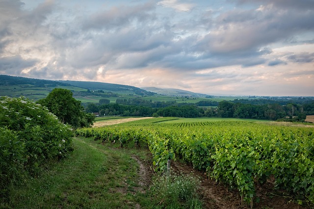 The vineyards of Puglia: Italy’s wine paradise
